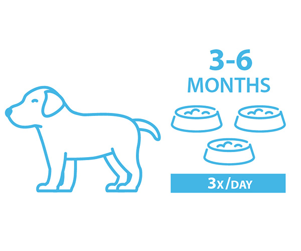 how-much-does-a-3-month-old-puppy-eat